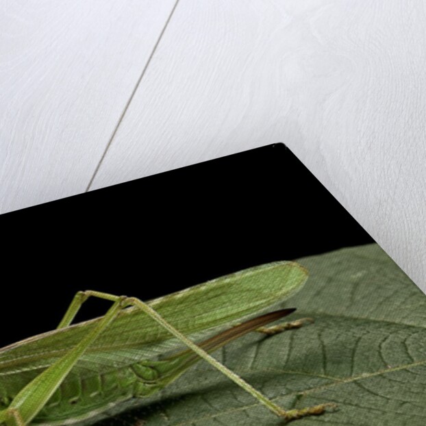 Tettigonia viridissima (great green bush-cricket) - female by Anonymous