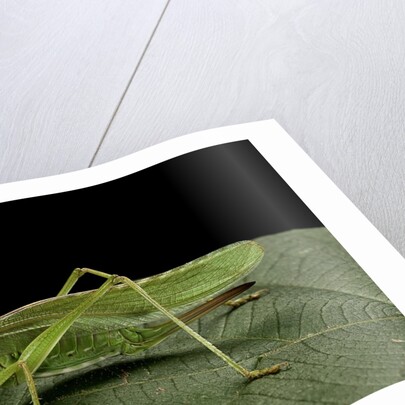 Tettigonia viridissima (great green bush-cricket) - female by Anonymous