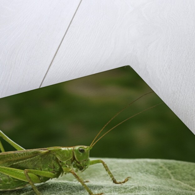 Tettigonia viridissima (great green bush-cricket) - female by Anonymous