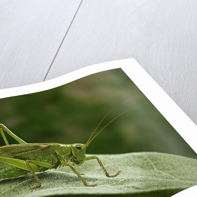 Tettigonia viridissima (great green bush-cricket) - female by Anonymous