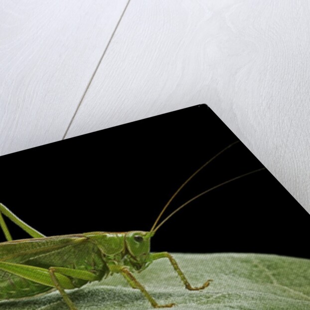 Tettigonia viridissima (great green bush-cricket) - female by Anonymous