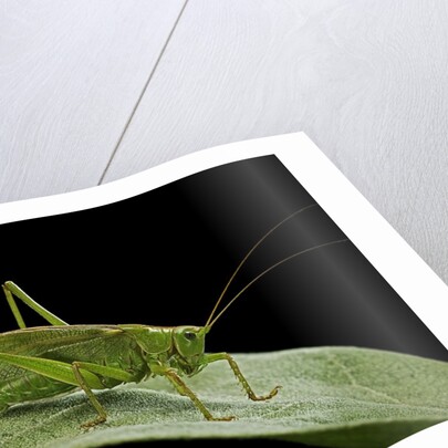 Tettigonia viridissima (great green bush-cricket) - female by Anonymous