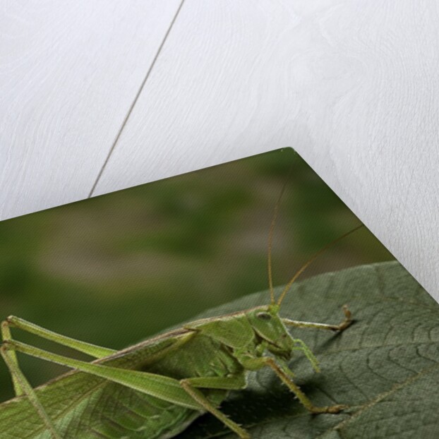 Tettigonia viridissima (great green bush-cricket) - female by Anonymous