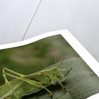 Tettigonia viridissima (great green bush-cricket) - female by Anonymous