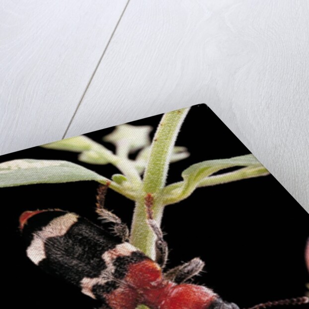 Thanasimus formicarius (ant beetle, european red-bellied clerid) by Anonymous