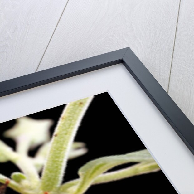 Thanasimus formicarius (ant beetle, european red-bellied clerid) by Anonymous