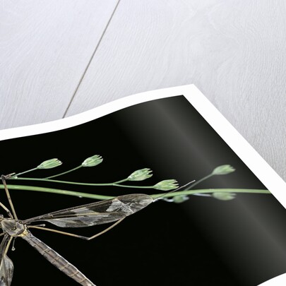 Tipula maxima (crane fly) by Anonymous