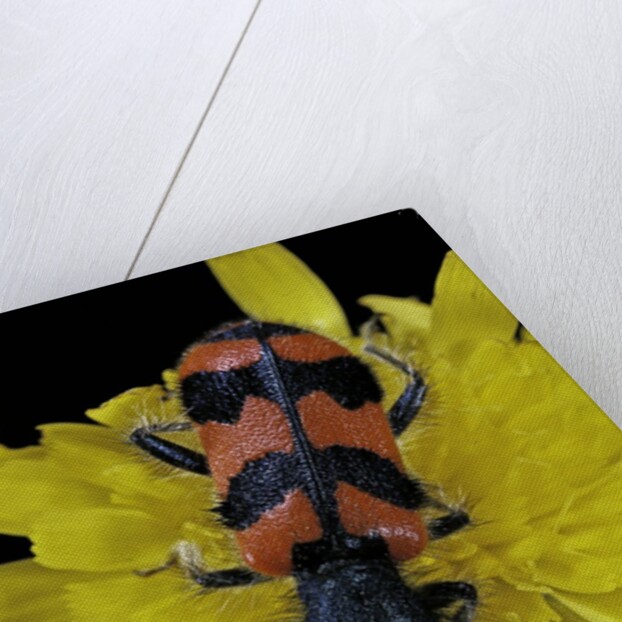 Trichodes alvearius (soldierbeetle, checkered beetle) by Anonymous