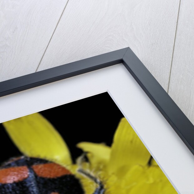 Trichodes alvearius (soldierbeetle, checkered beetle) by Anonymous