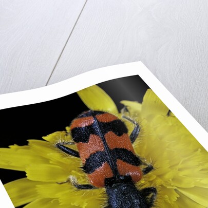 Trichodes alvearius (soldierbeetle, checkered beetle) by Anonymous