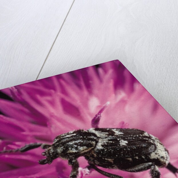 Valgus hemipterus (flower beetle) by Anonymous