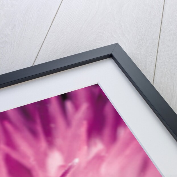 Valgus hemipterus (flower beetle) by Anonymous