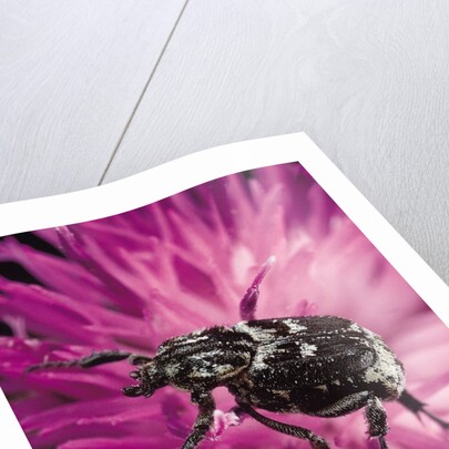 Valgus hemipterus (flower beetle) by Anonymous