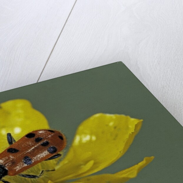 Trichodes octopunctatus (checkered beetle) by Anonymous