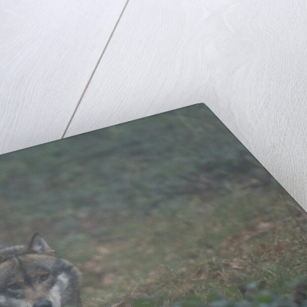 Gray wolf (Canis lupus), Bavarian Forest National Park. by Anonymous