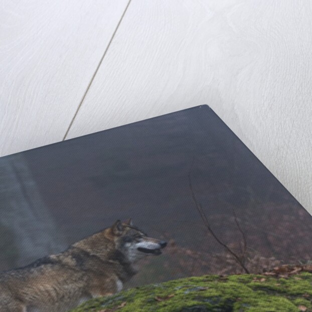 Gray wolf (Canis lupus), Bavarian Forest National Park. by Anonymous