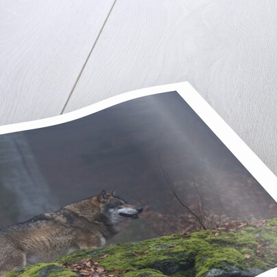Gray wolf (Canis lupus), Bavarian Forest National Park. by Anonymous