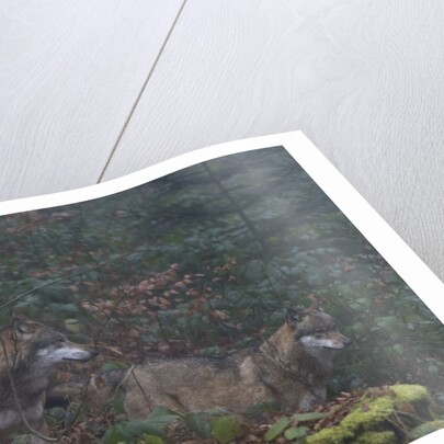 Gray wolves (Canis lupus), Bavarian Forest National Park. by Anonymous