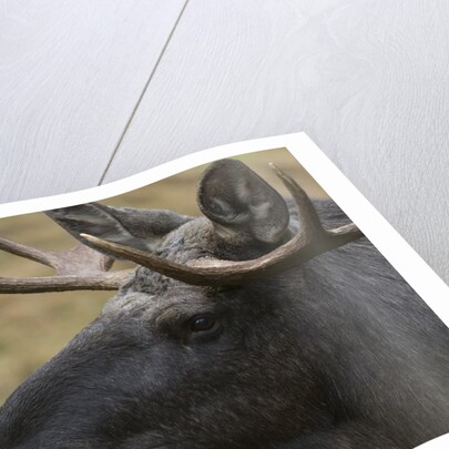 Eurasian elk (Alces alces), Bavarian Forest National Park. by Anonymous