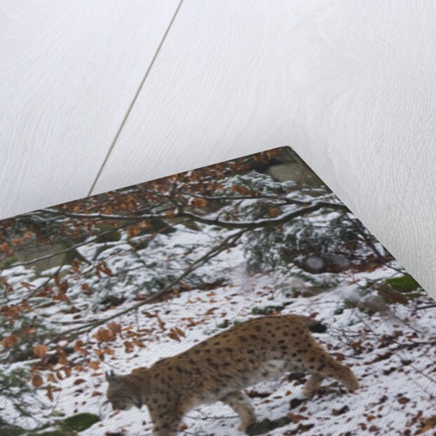 European lynx (Lynx linx), Bavarian Forest National Park. by Anonymous