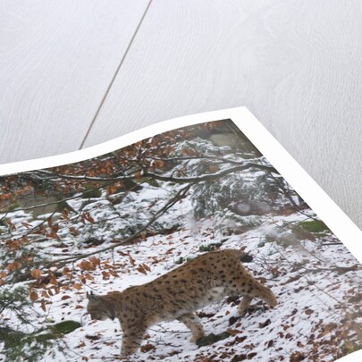 European lynx (Lynx linx), Bavarian Forest National Park. by Anonymous
