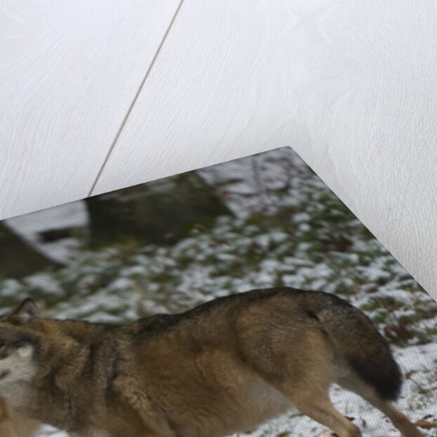 Gray wolves (Canis lupus), Bavarian Forest National Park. by Anonymous
