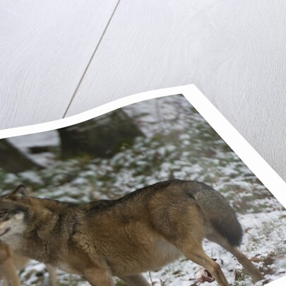 Gray wolves (Canis lupus), Bavarian Forest National Park. by Anonymous