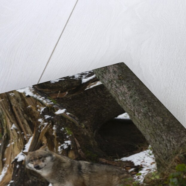 Gray wolf (Canis lupus), Bavarian Forest National Park. by Anonymous