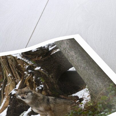 Gray wolf (Canis lupus), Bavarian Forest National Park. by Anonymous