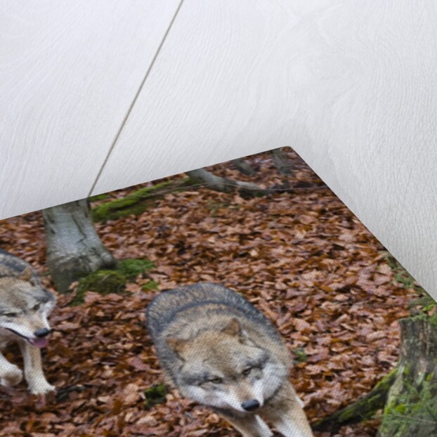 Gray wolves (Canis lupus), Bavarian Forest National Park. by Anonymous
