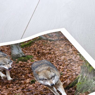 Gray wolves (Canis lupus), Bavarian Forest National Park. by Anonymous