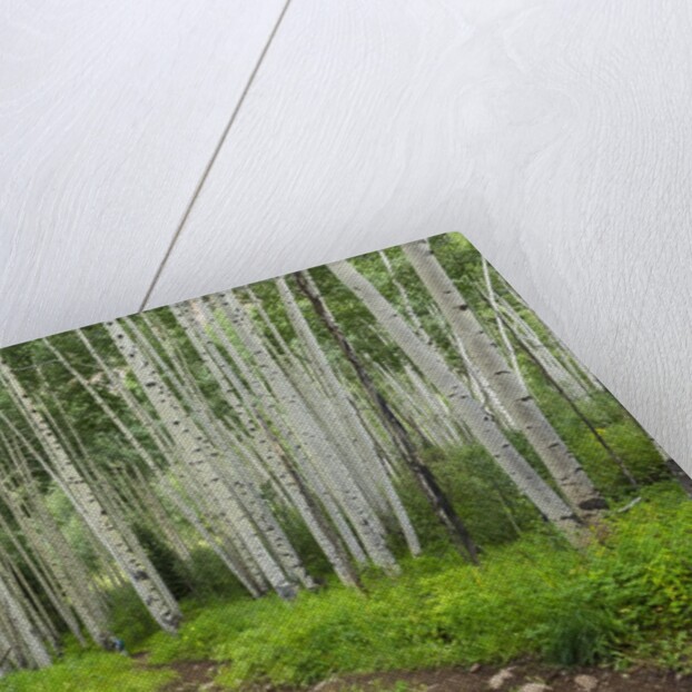Hiking in the Aspen trees forest On the Trail to the American Lake. by Anonymous