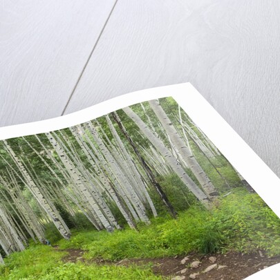 Hiking in the Aspen trees forest On the Trail to the American Lake. by Anonymous