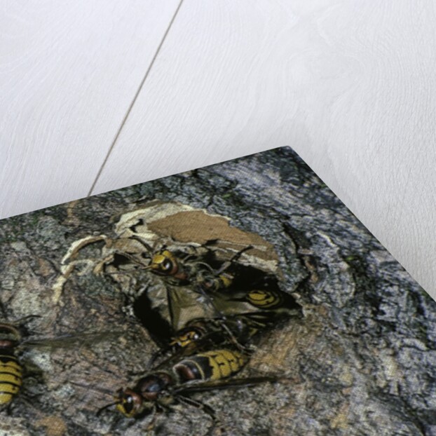 Vespa crabro (european hornet) - nest entrance in a tree trunk by Anonymous