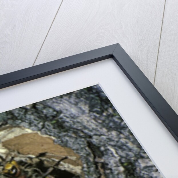 Vespa crabro (european hornet) - nest entrance in a tree trunk by Anonymous