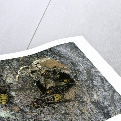 Vespa crabro (european hornet) - nest entrance in a tree trunk by Anonymous