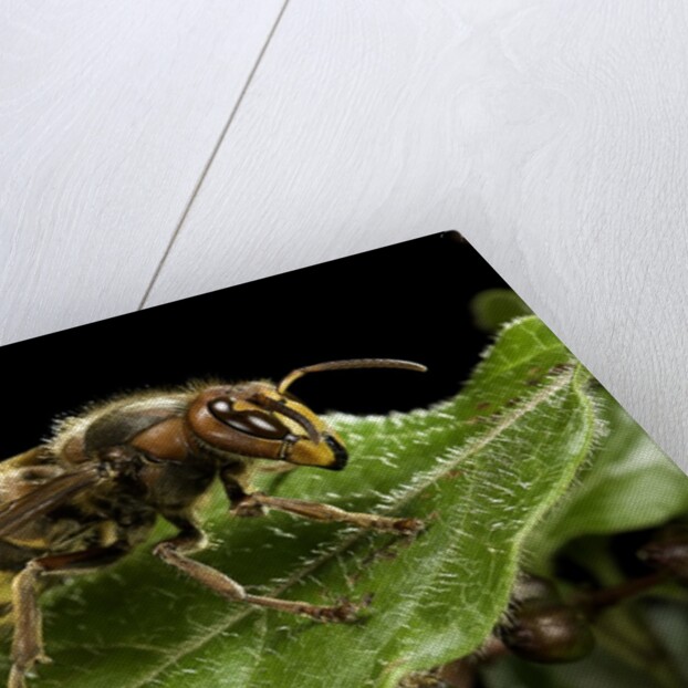 Vespa crabro (european hornet) by Anonymous