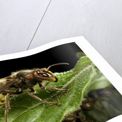 Vespa crabro (european hornet) by Anonymous