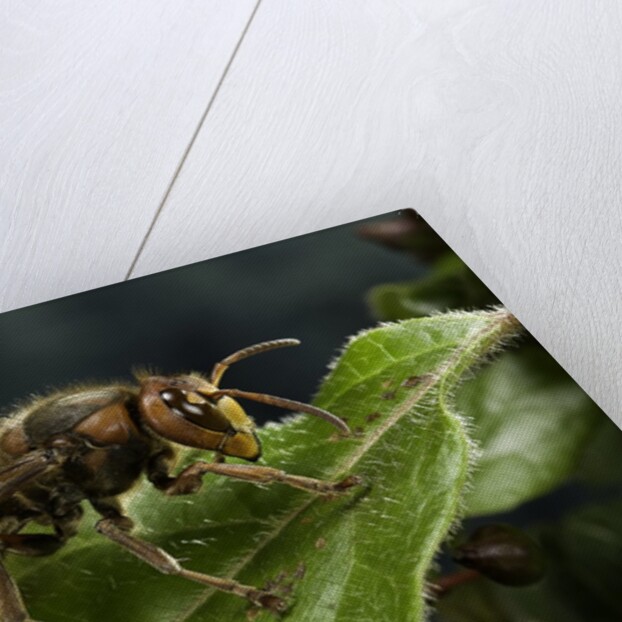 Vespa crabro (european hornet) by Anonymous
