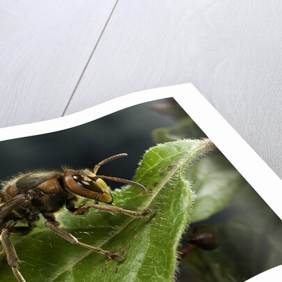 Vespa crabro (european hornet) by Anonymous