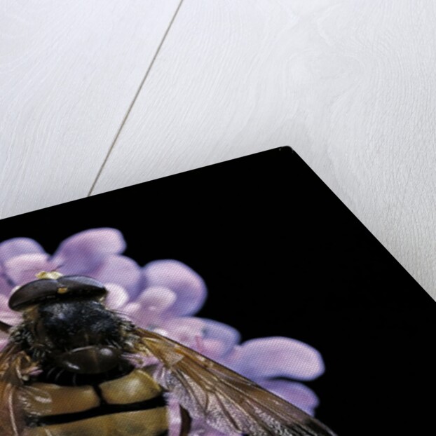 Volucella inanis (lesser hornet hoverfly) by Anonymous