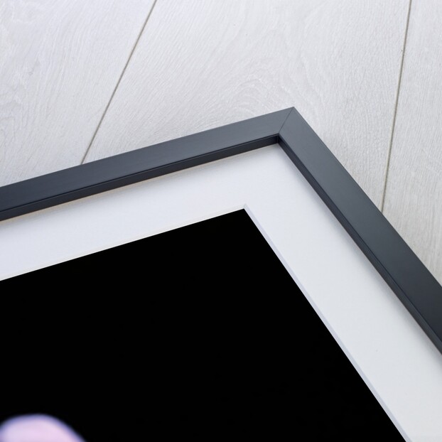 Volucella inanis (lesser hornet hoverfly) by Anonymous