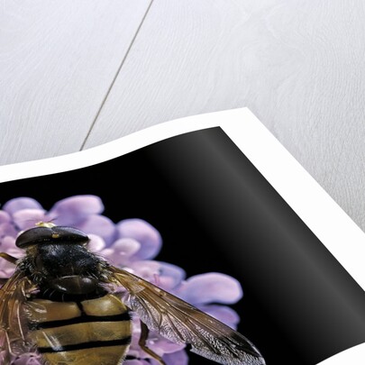 Volucella inanis (lesser hornet hoverfly) by Anonymous