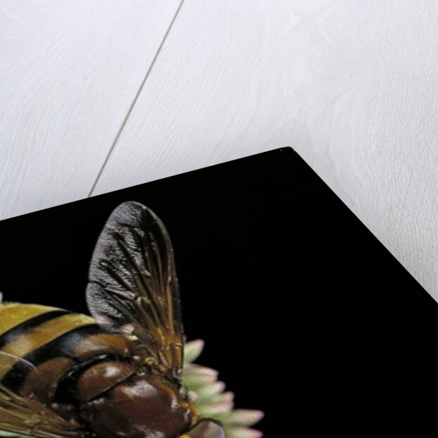 Volucella zonaria (hornet mimic hoverfly) by Anonymous