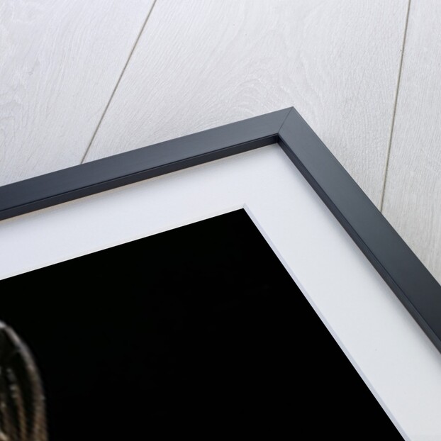 Volucella zonaria (hornet mimic hoverfly) by Anonymous