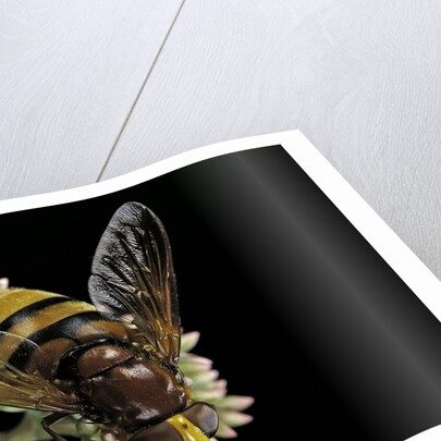 Volucella zonaria (hornet mimic hoverfly) by Anonymous