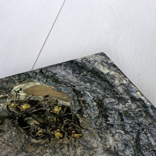 Vespa crabro (european hornet) - nest entrance in a tree trunk by Anonymous