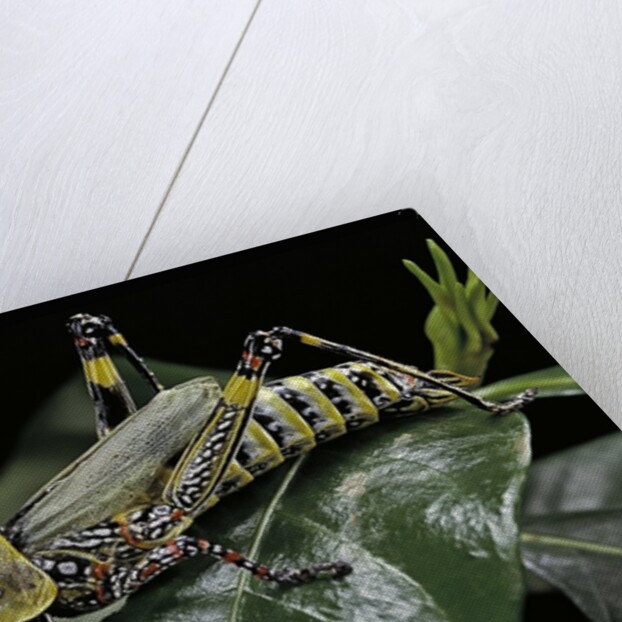 Zonocerus variegatus (elegant grasshopper, gaudy grasshopper, variegated grasshopper) by Anonymous
