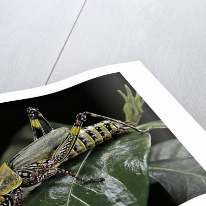 Zonocerus variegatus (elegant grasshopper, gaudy grasshopper, variegated grasshopper) by Anonymous