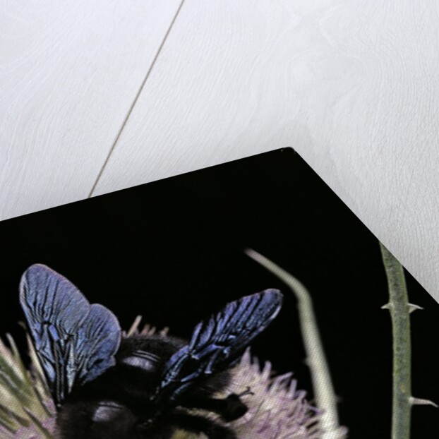 Xylocopa violacea (violet carpenter bee) by Anonymous